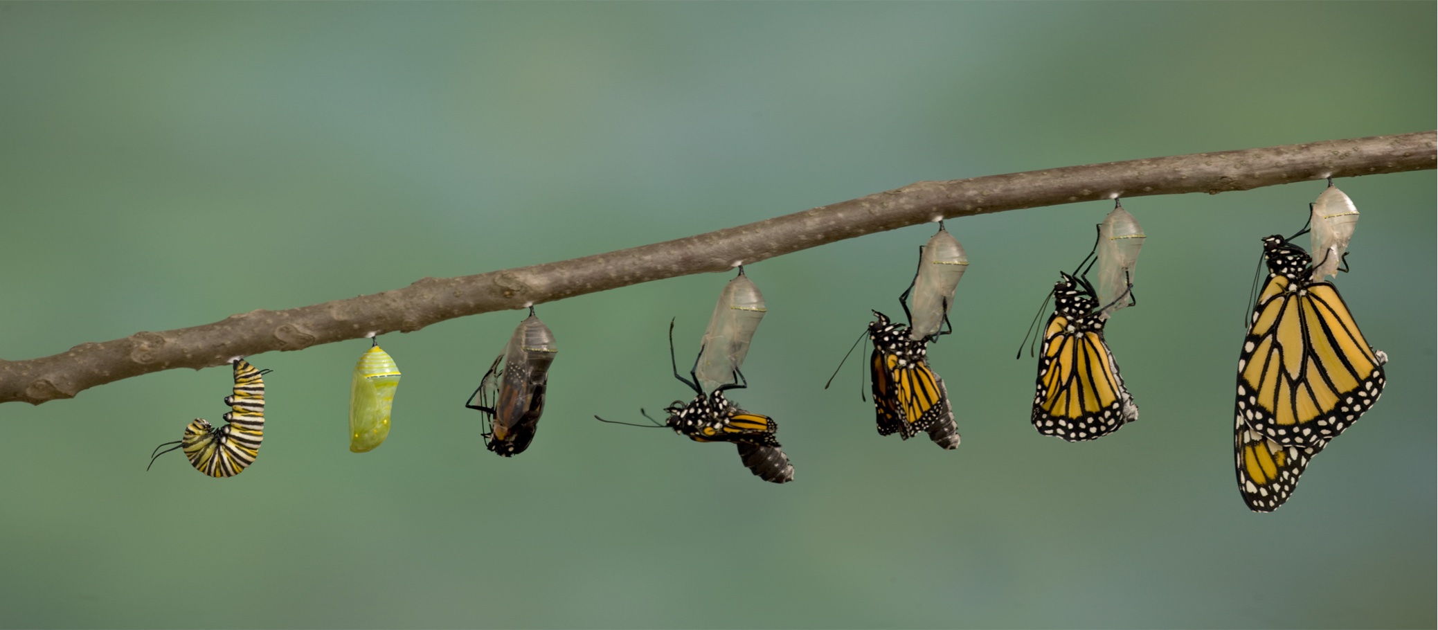 Stages of a caterpillar becoming a butterfly